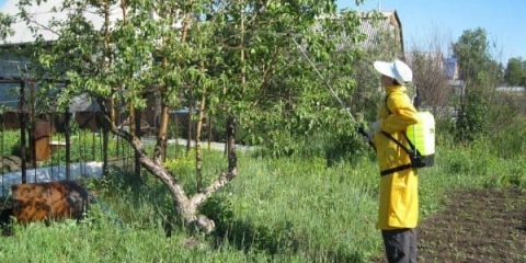 Sve o proljetnoj preradi stabala jabuke